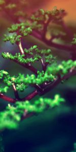 Herbe,Planter,Macro,Éblouissement,Éclat,Branche,Feuilles,Plante