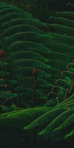 Plant,Macro,Branch,Leaves