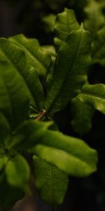 Plant,Macro,Branch,Leaves