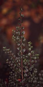 Plant,Macro,Branch,Leaves