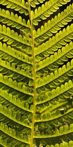 Plant,Macro,Branch,Leaves,Fern