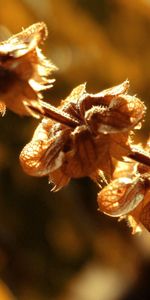 Plant,Macro,Branch,Shadow,Dry