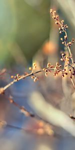 Plant,Macro,Branch,Spots,Glare,Stains