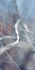 Plante,Planter,Macro,Des Bâtons,Bâton,Branche