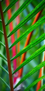 Plant,Macro,Branch,Tropical,Leaves