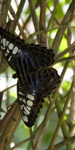 Plant,Macro,Branches,Insect,Butterfly