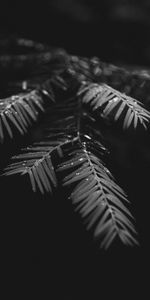 Drops,Plante,Planter,Mouiller,Mouillé,Feuilles,Macro,Branches