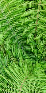 Plant,Macro,Branches,Leaves,Fern