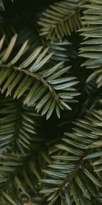 Nature,Feuilles,Planter,Macro,Branches,Plante