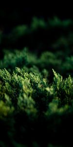 Plant,Macro,Branches,Thuja