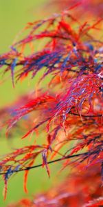 Plante,Planter,Brillant,Bois,Arbre,Macro,Coloré