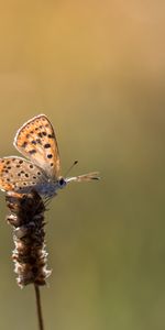 Macro,Marrón,Planta,Mariposa