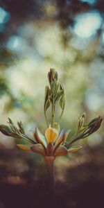 Plant,Macro,Bud,Stem,Stalk,Inflorescence