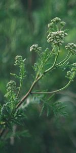 Plante,Planter,Macro,Bourgeons,Inflorescences,Inflorescence