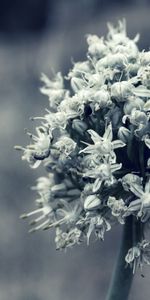 Plant,Macro,Bw,Flower,Bloom,Flowering,Chb,Grey