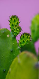 Macro,Planta,Cacto,Cactus