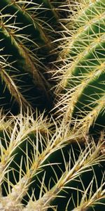 Plant,Macro,Cactus,Thorns,Prickles,Succulent