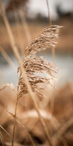 Marron,Planter,Canne,Roseau,Plante,Macro