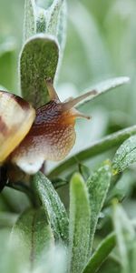 Plant,Macro,Carapace,Snail,Shell