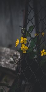 Plant,Macro,Celandine,Flowers,Grid