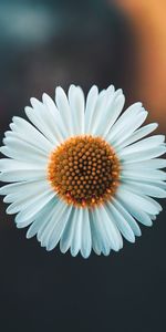 Plant,Macro,Chamomile,Flower,Camomile