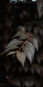 Planter,Fermer,Gros Plan,Branche,Feuilles,Plante,Macro