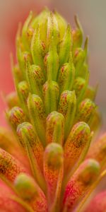 Macro,De Cerca,Cogollos,Brotes,Planta,Primer Plano