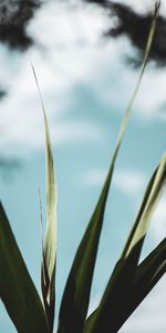 Plant,Macro,Close Up,Leaves