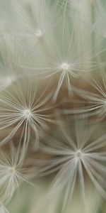 Plant,Macro,Dandelion,Fluff,Seed,Seeds,Fuzz