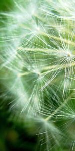 Plant,Macro,Dandelion,Seed,Seeds,Fuzz,Fluff