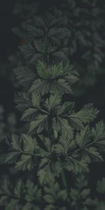 Plant,Macro,Dark,Leaves