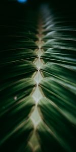 Hojas,Macro,Planta,Oscuro