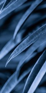 Plant,Macro,Dark,Leaves