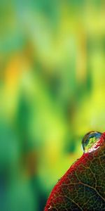 Plant,Macro,Dew,Leaves,Drops