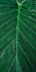 Plant,Macro,Drops,Sheet,Leaf,Surface