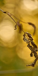 Plant,Macro,Dry,Leaflet