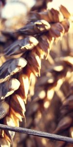 Plant,Macro,Ears,Ripe,Spikes,Field