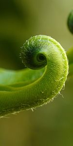 Plante,Planter,Fougère,Macro