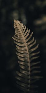 Plant,Macro,Fern,Leaflet