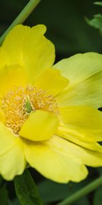 Flor,Flora,Macro,Planta