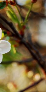 Plant,Macro,Flower,Background