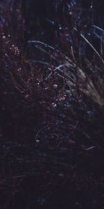 Hierba,Macro,Oscuro,Planta