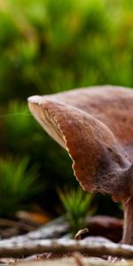 Hongos,Hierba,Macro,Planta