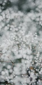 Flores,Macro,Gypsophila,Gipsophila,Planta