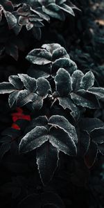 Planter,Plante,Feuilles,Macro,Gel,Givre