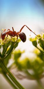 Plante,Planter,Macro,Insecte,Fourmi