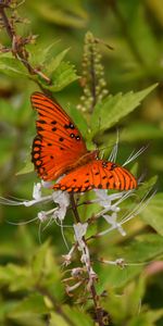 Macro,Marrón,Insecto,Planta,Mariposa