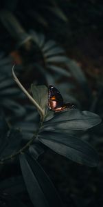 Plante,Planter,Insecte,Macro,Fermer,Gros Plan,Papillon