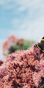 Plant,Macro,Insect,Flowers,Butterfly