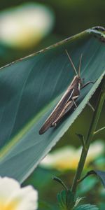 Plant,Macro,Insect,Grasshopper,Leaflet